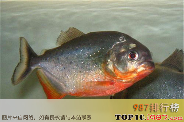 十大亚马逊河恐怖生物之红腹食人鱼