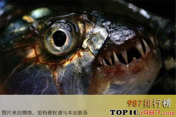 十大亚马逊河恐怖生物之吸血鬼鱼