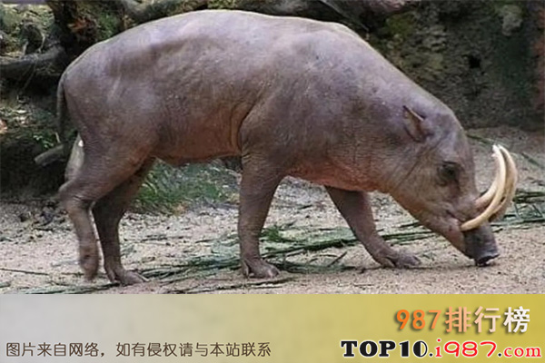 十大世界最好战的动物之福岛野猪