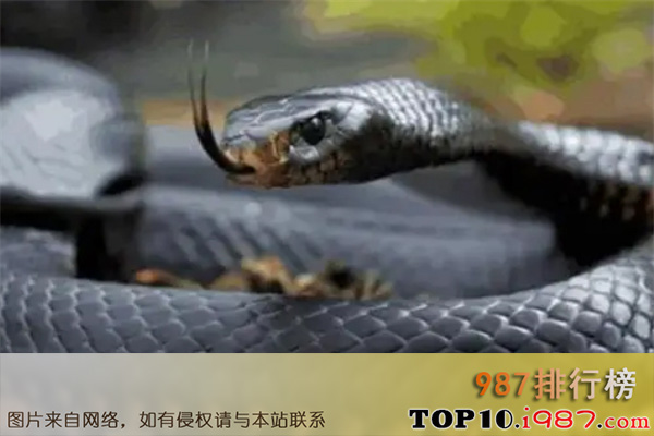 十大世界最好战的动物之黑曼巴蛇