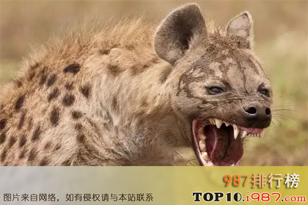 十大世界最好战的动物之鬣狗