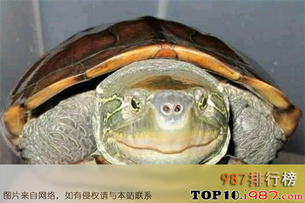 十大药用乌龟的之大头乌龟