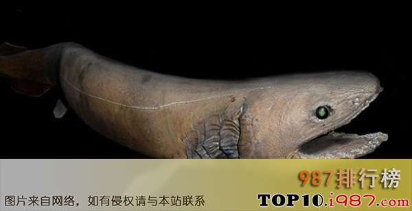 十大世界上最可怕的海怪之皱褶鲨鱼