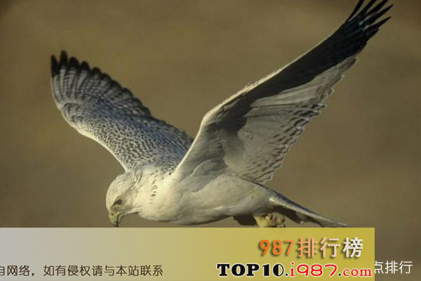 十大世界最凶猛的鹰之海东青