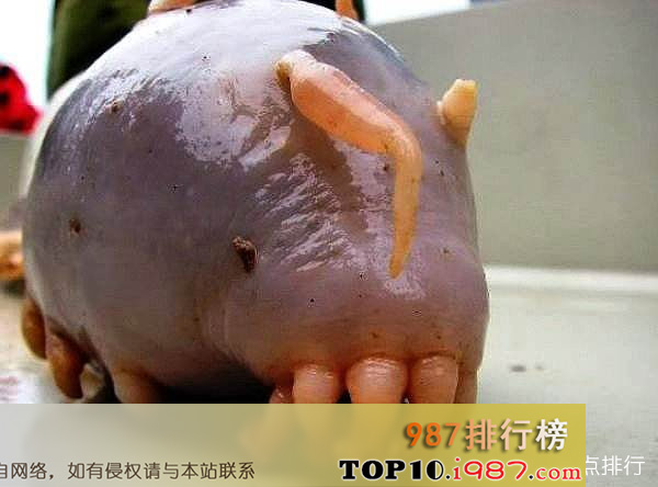 海猪(最可爱的海洋生物)