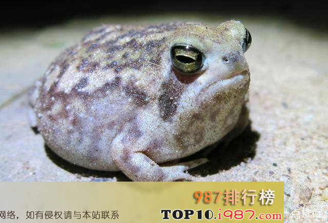 十大最可爱动物之沙漠雨蛙（最可爱最萌的青蛙）