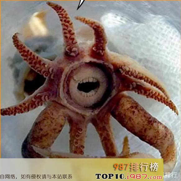 十大世界最丑海洋生物之promachoteuthis sulcus