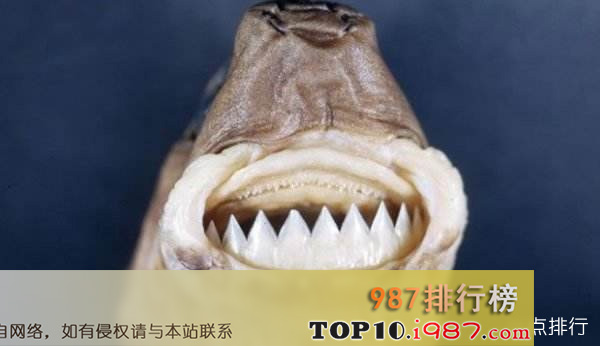 十大世界最丑海洋生物之雪茄达摩鲨
