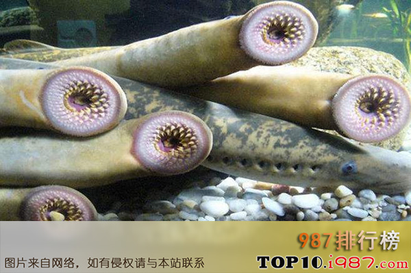 十大世界最丑海洋生物之七鳃鳗