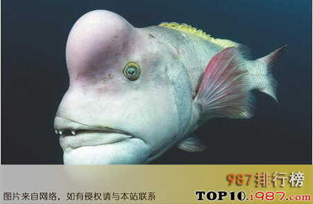 十大世界最丑海洋生物之亚洲羊头濑鱼