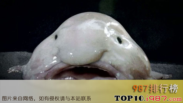 十大世界最丑海洋生物之水滴鱼