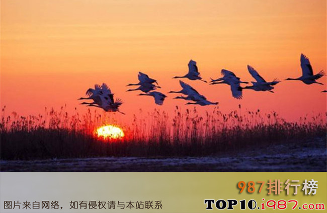 十大齐齐哈尔景点之扎龙自然保护区