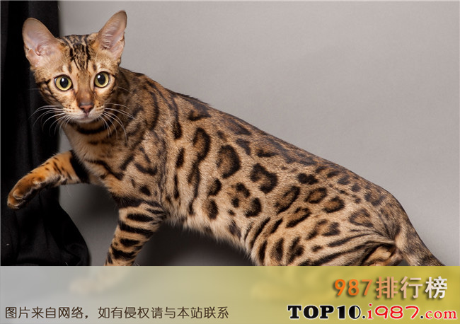 十大美国畅销猫品种之孟加拉猫