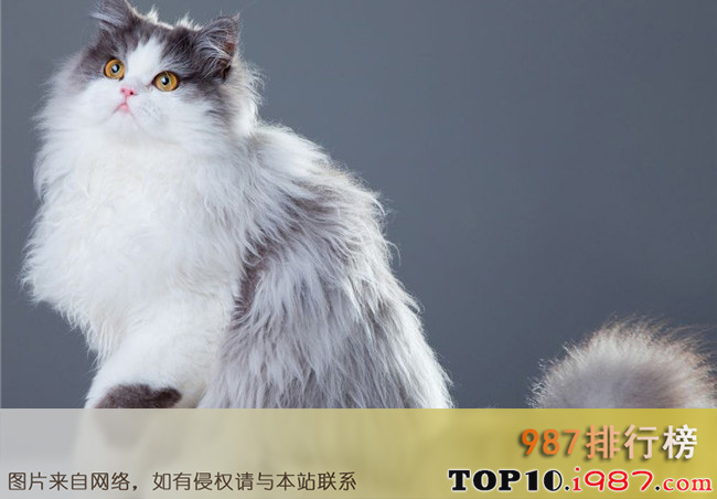 美国十大畅销猫品种之波斯猫