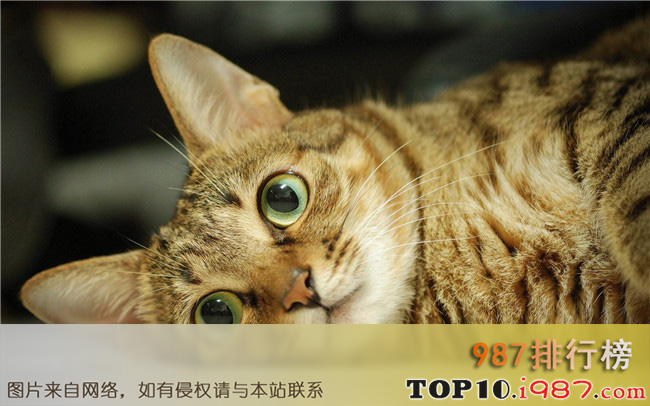 十大适合家养的猫之中华田园猫