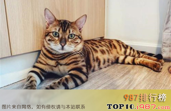 十大适合家养的猫之孟加拉豹猫