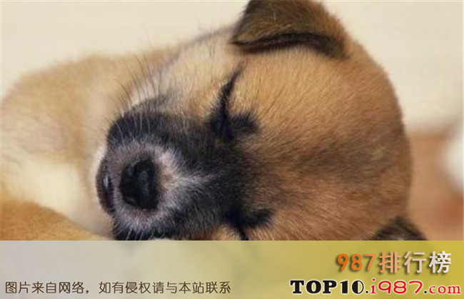 世界十大忠诚的狗排名之中华田园犬