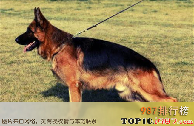 世界十大忠诚的狗排名之德国牧羊犬