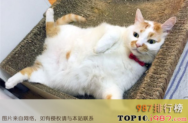 十大抖音网红猫之楼楼