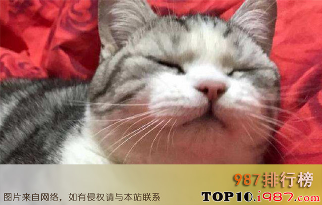 十大抖音网红猫之东门魏官人