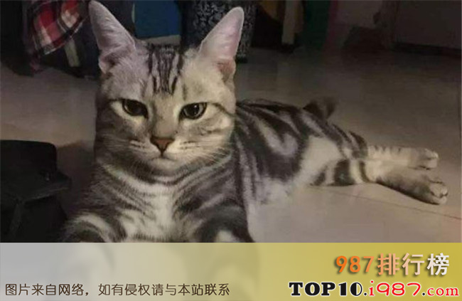 十大抖音网红猫之安生的爸爸