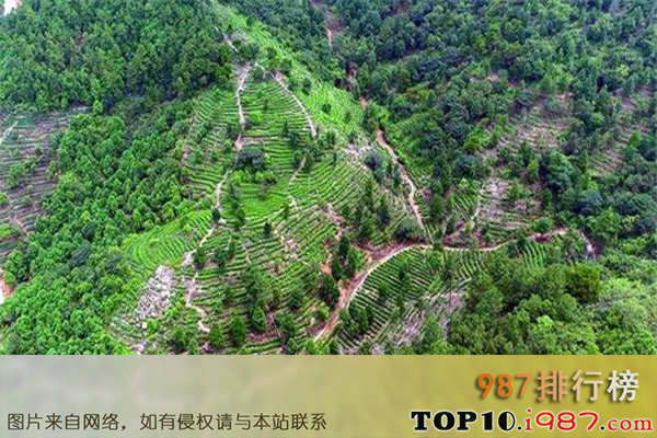 十大江门风景名胜之茶山森林生态园风景区