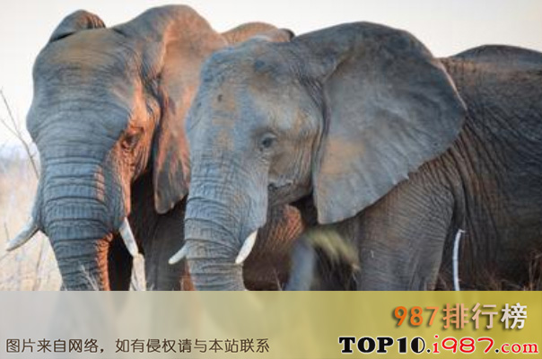 十大动物之王排行榜之大象