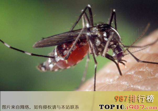 地球十大危险的动物杀手排行榜之蚊子