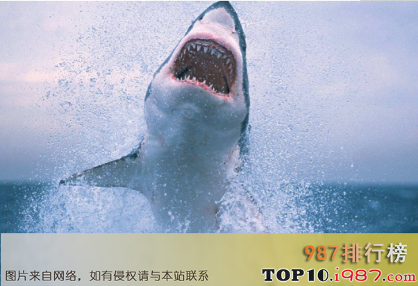 地球十大危险的动物杀手排行榜之大白鲨