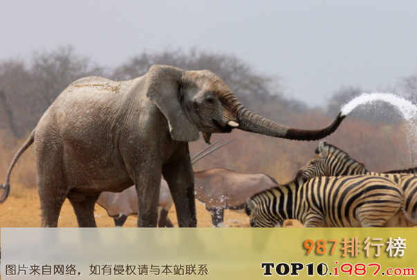 地球十大危险的动物杀手排行榜之大象