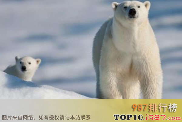地球十大危险的动物杀手排行榜之北极熊