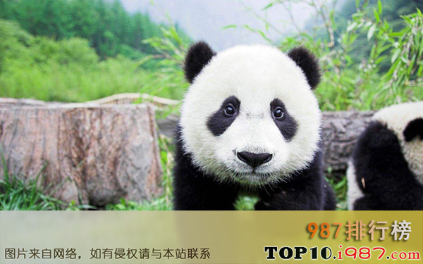十大世界活化石动物之大熊猫