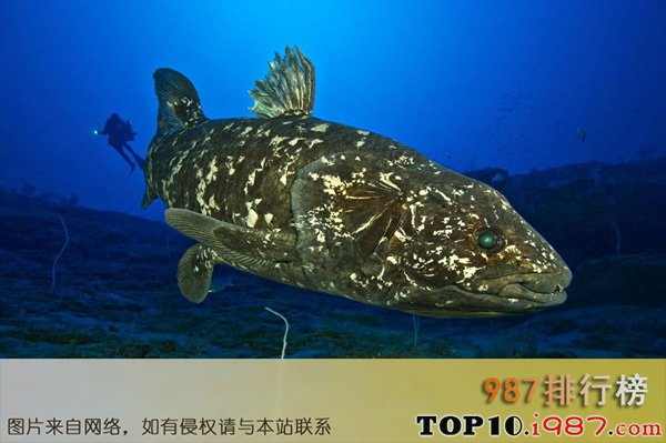 十大世界活化石动物之腔棘鱼