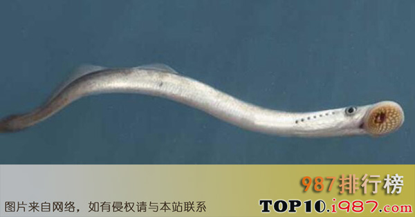十大世界活化石动物之七鳃鳗