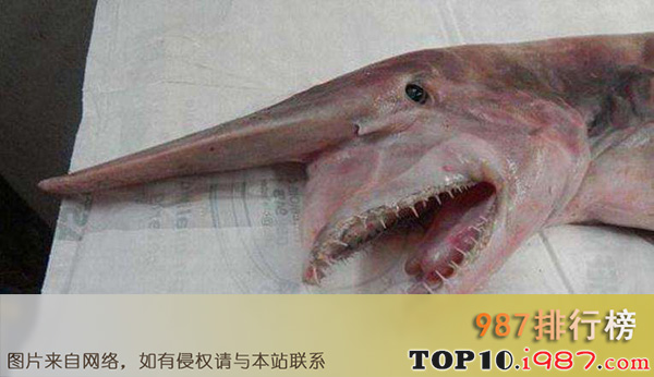 十大世界活化石动物之哥布林鲨