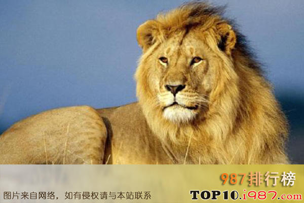 世界十大禁养猫科动物之狮子
