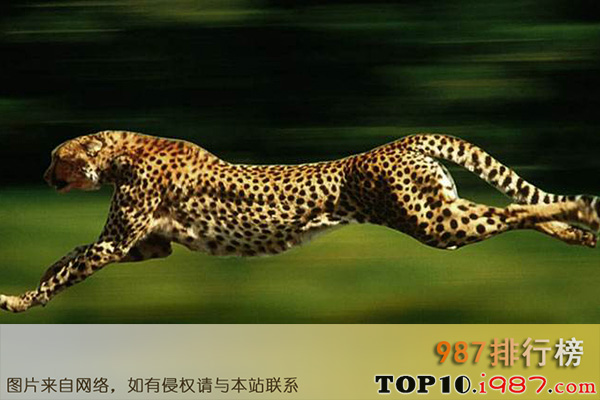 十大世界禁养猫科动物之猎豹