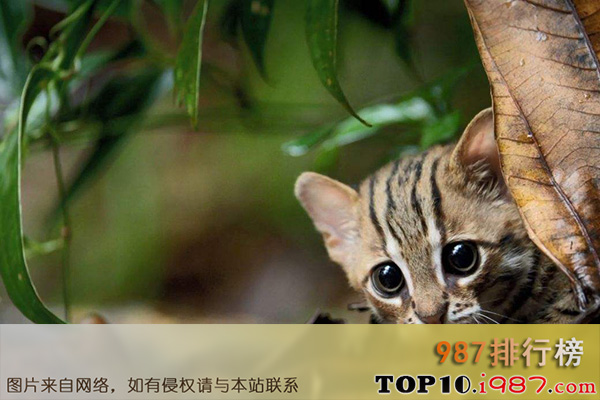 十大世界禁养猫科动物之锈斑豹猫