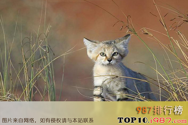 十大世界禁养猫科动物之沙丘猫