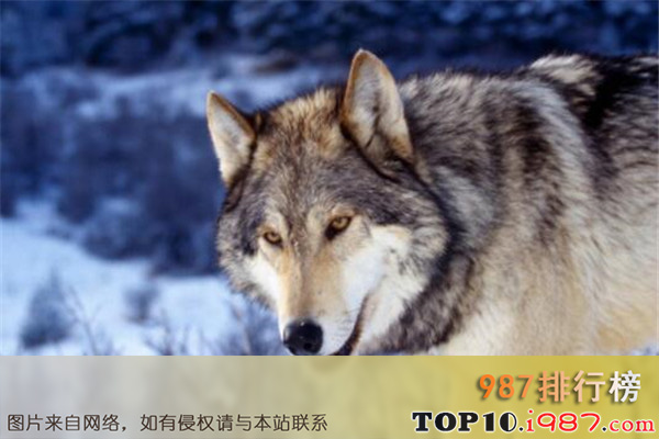 十大长跑耐力最强的动物之狼