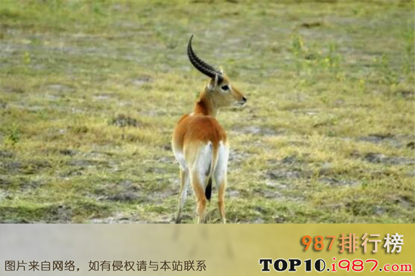 十大长跑耐力最强的动物之羚羊