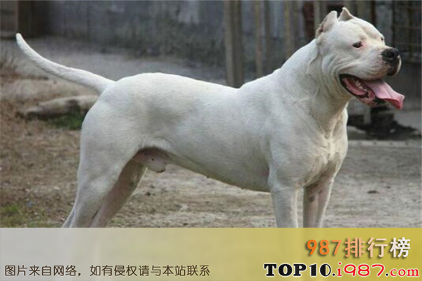 世界十大凶犬最新排名之杜高犬