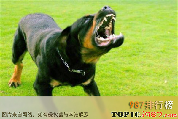十大世界凶犬最新之罗威纳犬