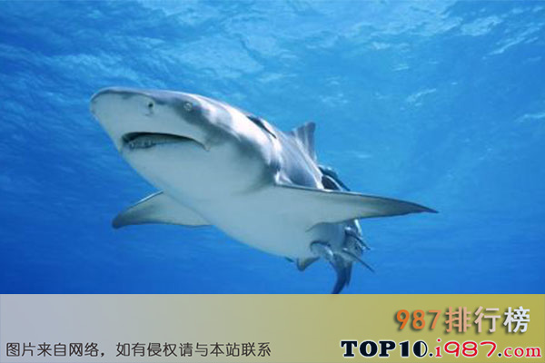 十大动物反应速度排行之大白鲨