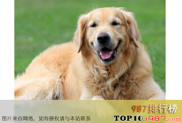 十大世界最漂亮的狗榜之金毛猎犬