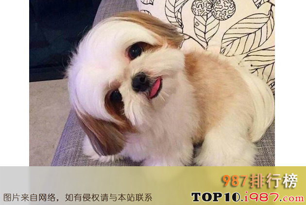 世界十大最漂亮的狗排名榜之西施犬