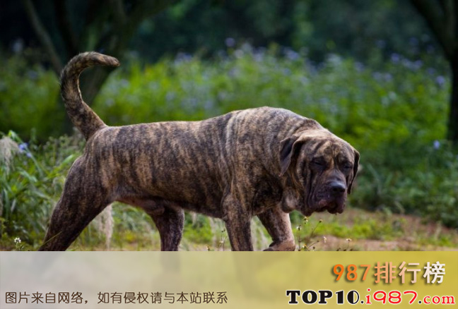 十大世界强悍的狗狗之西班牙加纳利犬