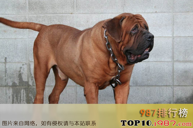 十大世界强悍的狗狗之日本土佐