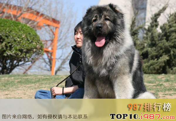 十大世界强悍的狗狗之俄罗斯高加索犬