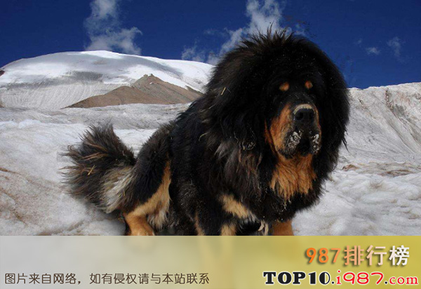 十大世界强悍的狗狗之中国藏獒